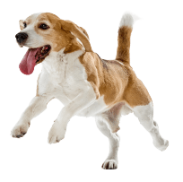 18棟モデルハウス一斉公開　SHOWA GROUP（ショウワグループ）株式会社・昭和住宅　ペット