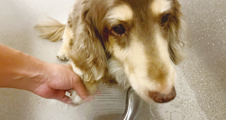 KATARIE-カタリエ-展示場　神戸新聞ハウジングセンター加古川会場　ペットファーストの家づくり相談会　お散歩後の足洗に便利な屋外水栓