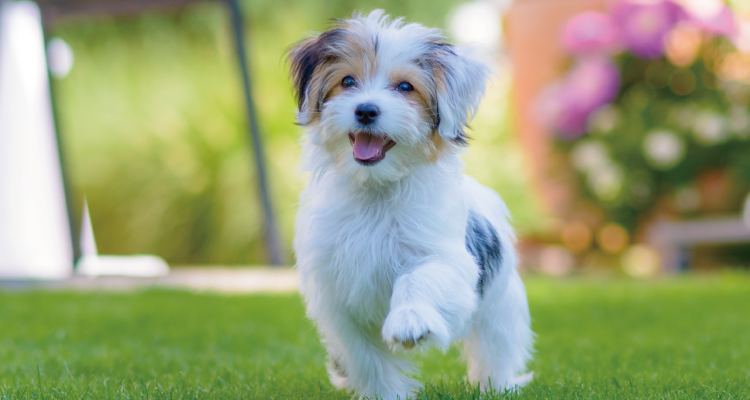 KATARIE-カタリエ-展示場　神戸新聞ハウジングセンター加古川会場　ペットファーストの家づくり相談会　ドッグラン