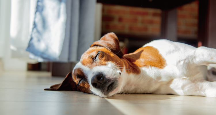 KATARIE-カタリエ-展示場　神戸新聞ハウジングセンター加古川会場　ペットファーストの家づくり相談会　高気密高断熱で快適＆エコ