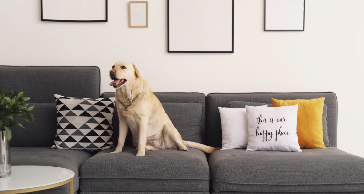 KATARIE-カタリエ-展示場　神戸新聞ハウジングセンター加古川会場　ペットファーストの家づくり相談会　傷や汚れに強く消臭効果がある壁紙