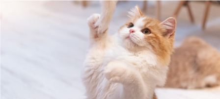 リベール東加古川駅前通りペットと共に暮らす