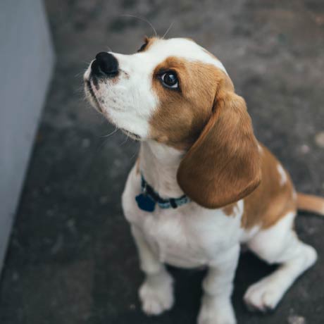 ペット足洗い場