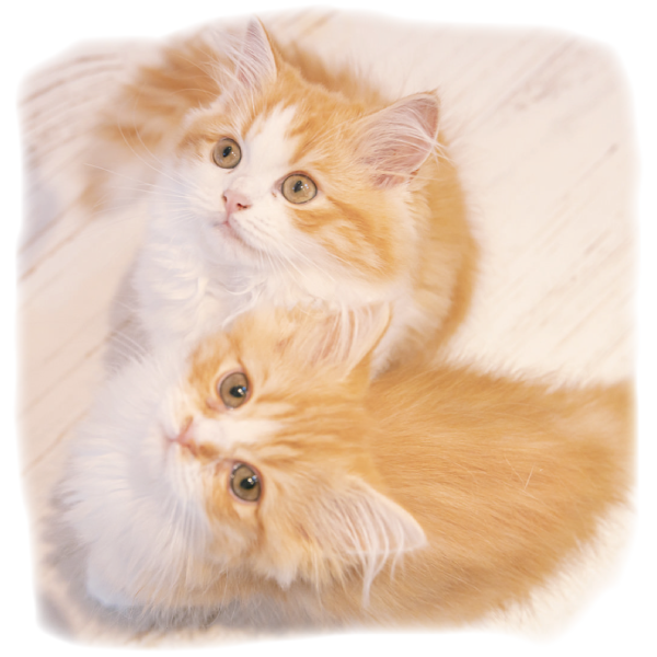 猫見上げる