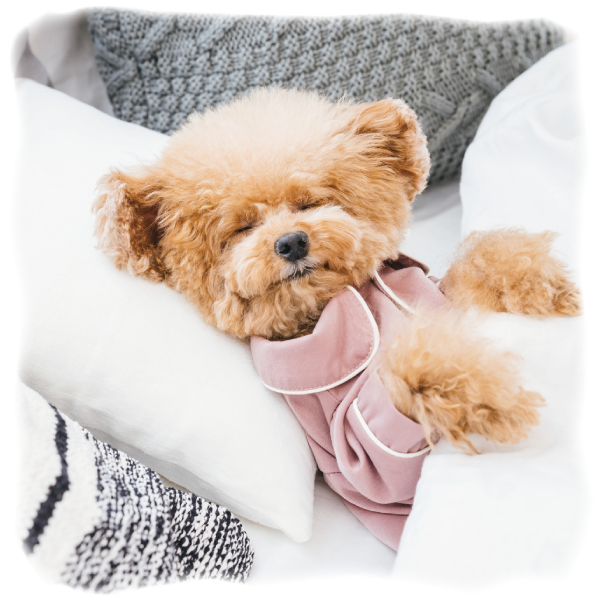 犬眠る